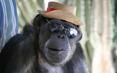 don't ask me Harry chimp hat sunglasses